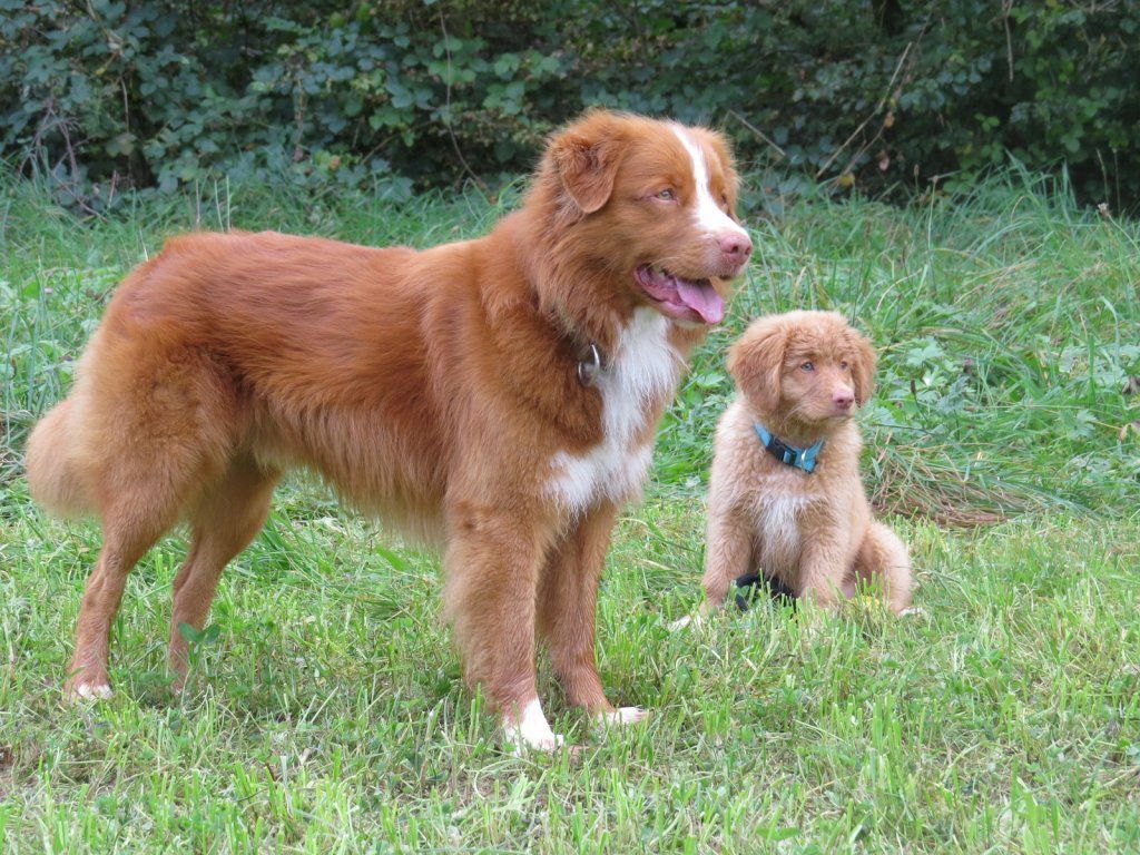 Passion And Fire NSDT Retriever
