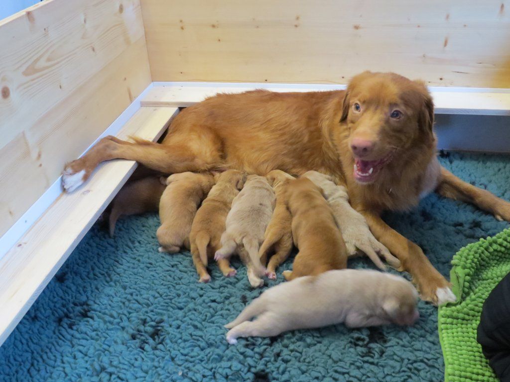 Passion And Fire NSDT Retriever