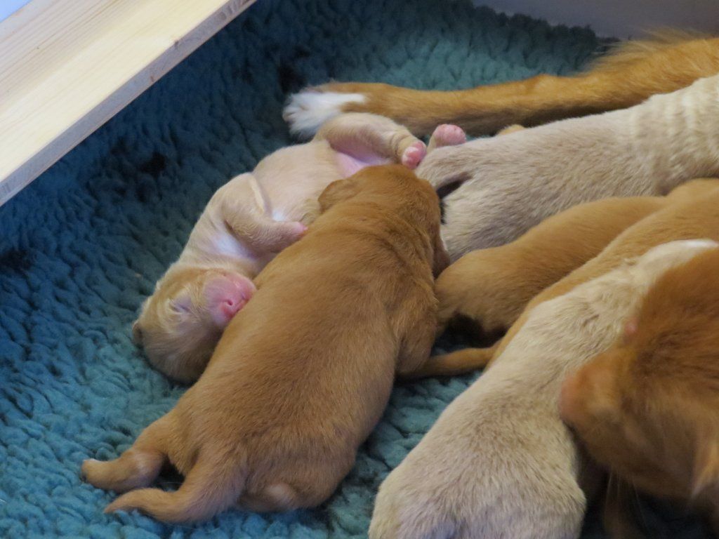 Passion And Fire NSDT Retriever