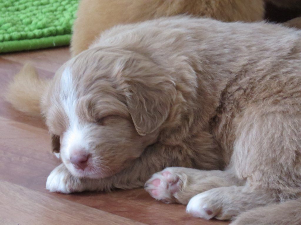 Passion And Fire NSDT Retriever