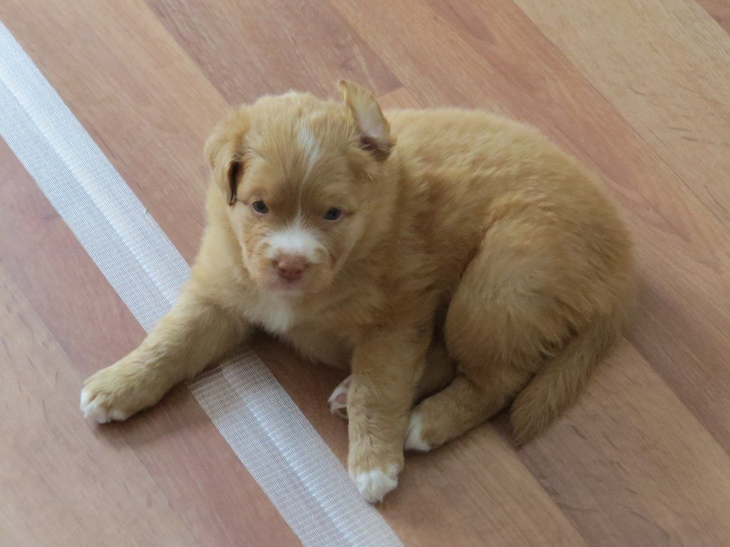 Passion And Fire NSDT Retriever