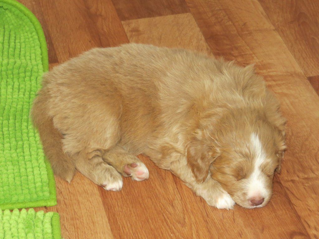 Passion And Fire NSDT Retriever