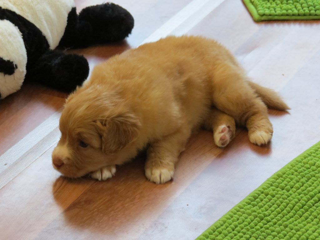 Passion And Fire NSDT Retriever