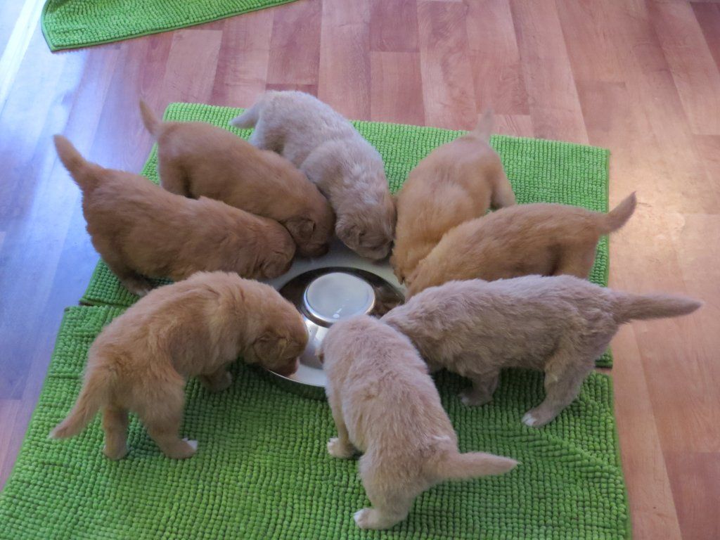 Passion And Fire NSDT Retriever