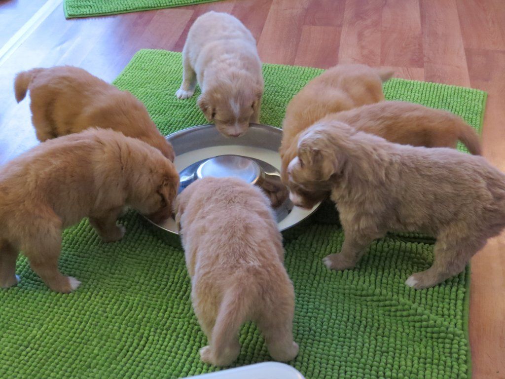 Passion And Fire NSDT Retriever