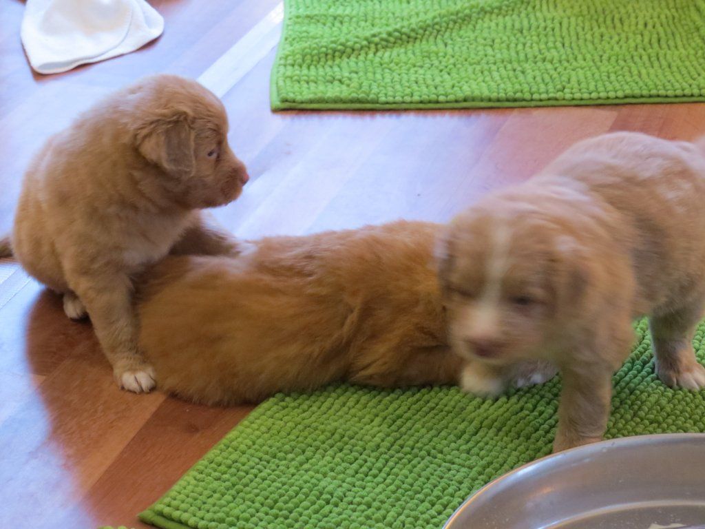 Passion And Fire NSDT Retriever