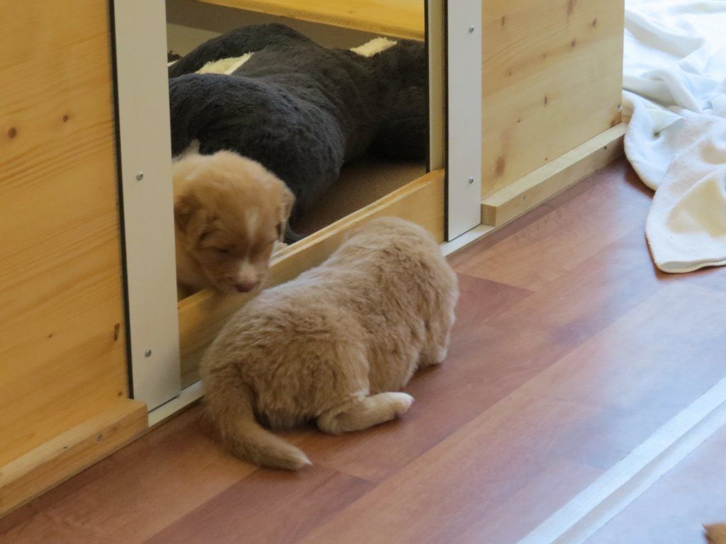 Passion And Fire NSDT Retriever