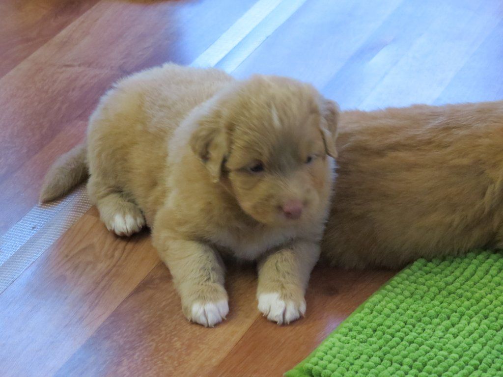 Passion And Fire NSDT Retriever