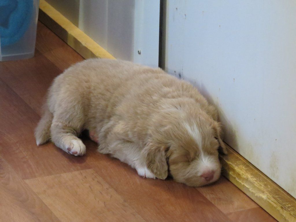 Passion And Fire NSDT Retriever