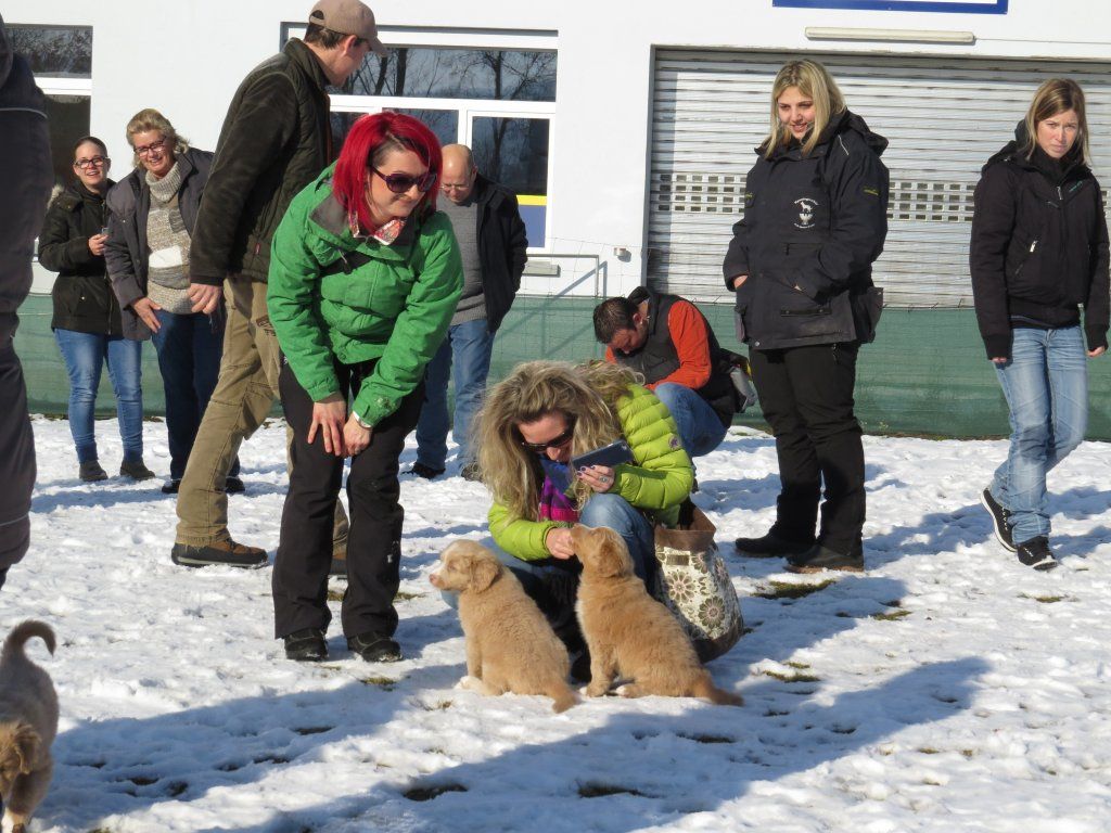 Passion And Fire NSDT Retriever