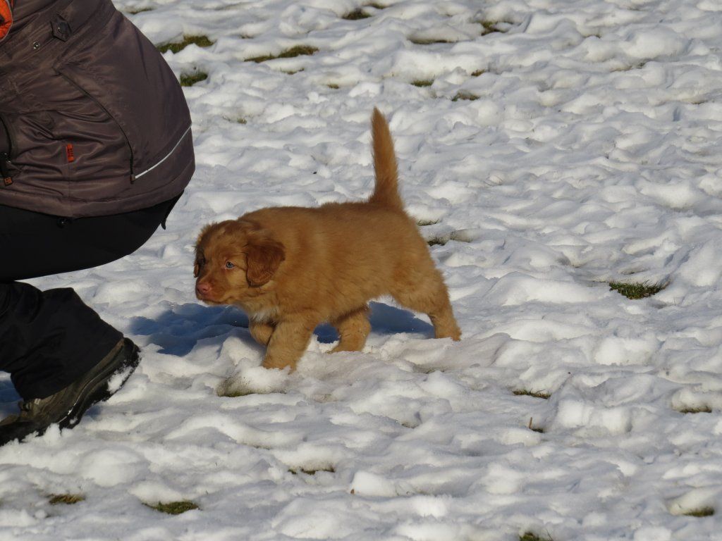 Passion And Fire NSDT Retriever