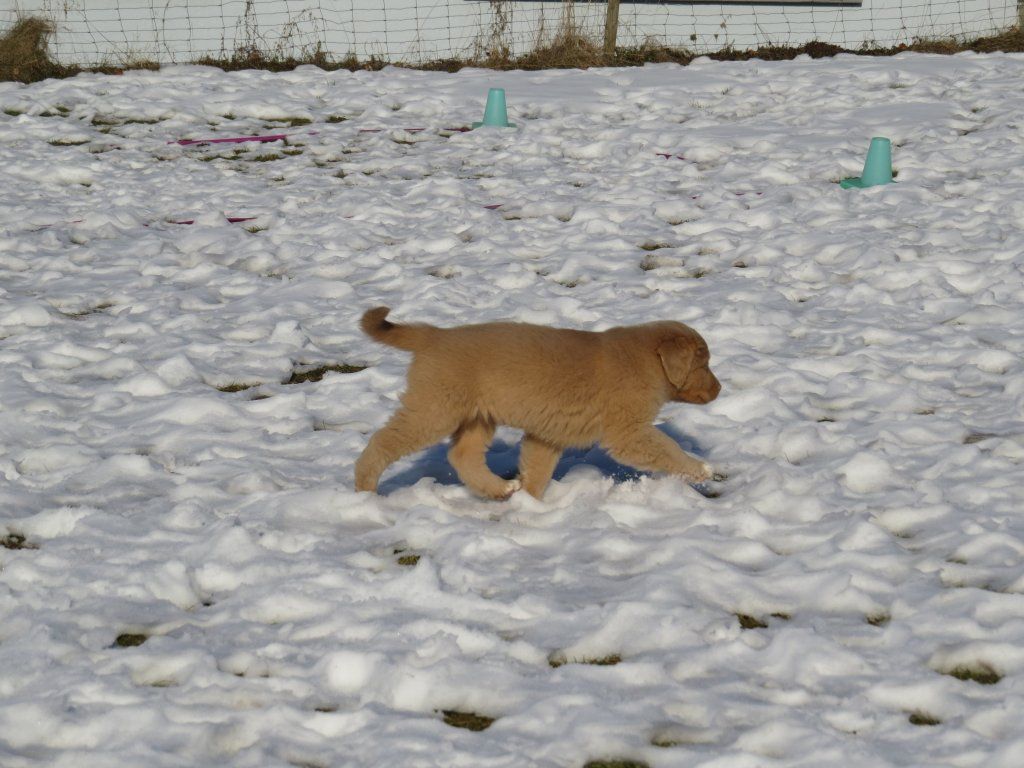 Passion And Fire NSDT Retriever