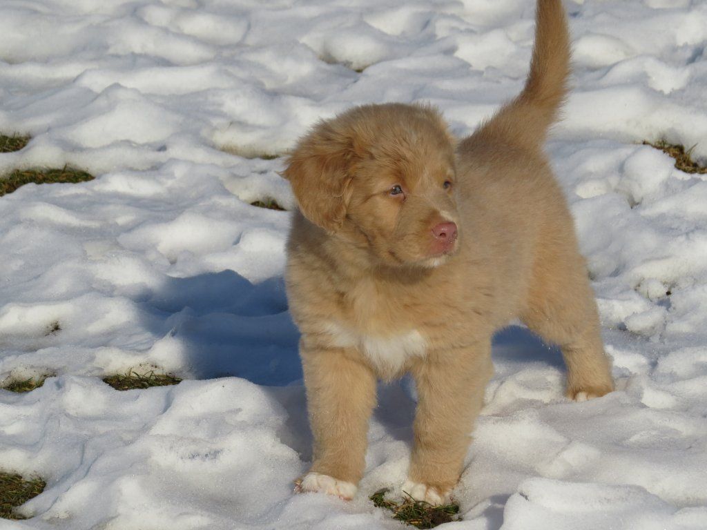 Passion And Fire NSDT Retriever