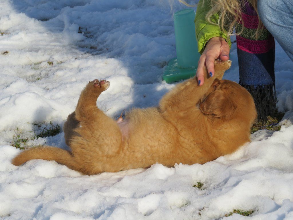 Passion And Fire NSDT Retriever