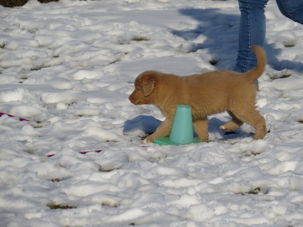 Passion And Fire NSDT Retriever