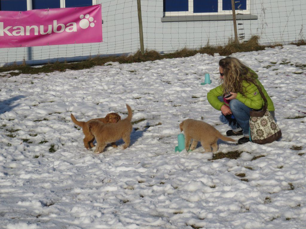 Passion And Fire NSDT Retriever