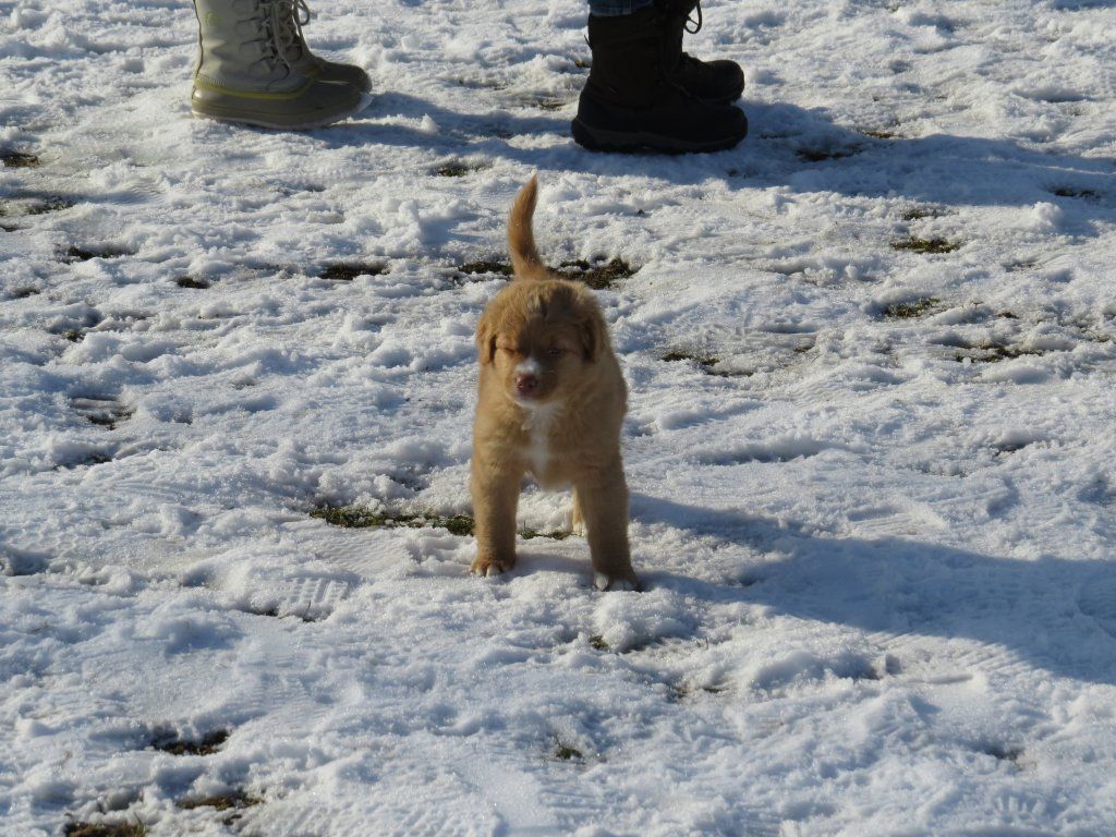 Passion And Fire NSDT Retriever