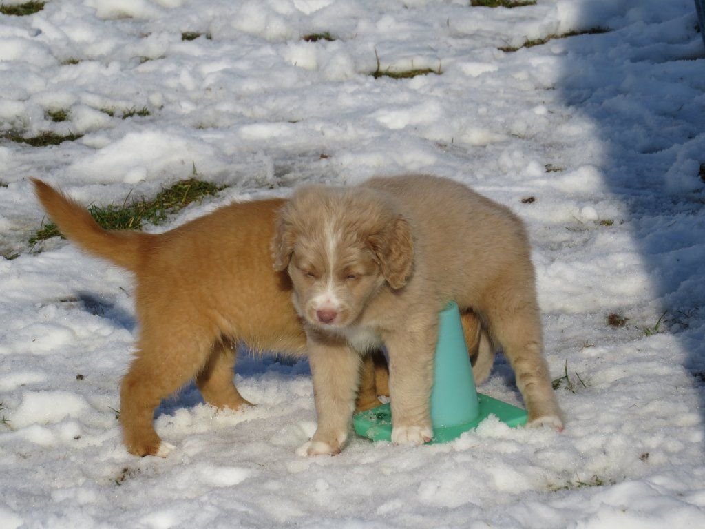 Passion And Fire NSDT Retriever