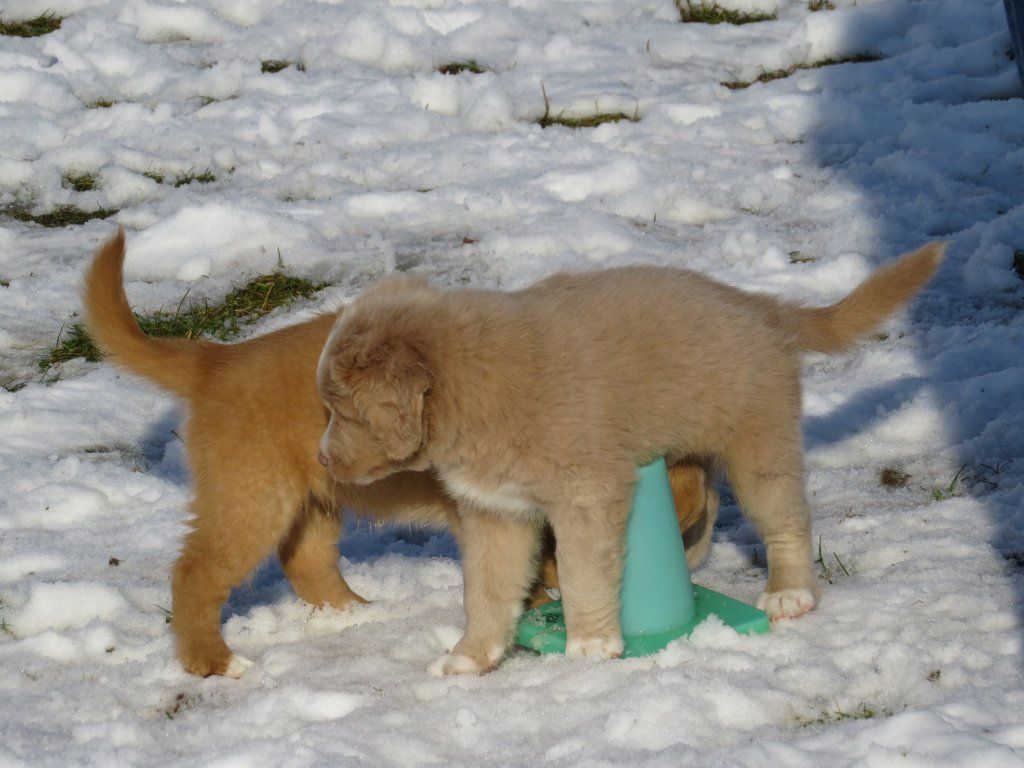 Passion And Fire NSDT Retriever