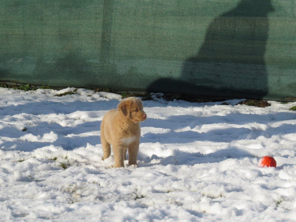 Passion And Fire NSDT Retriever