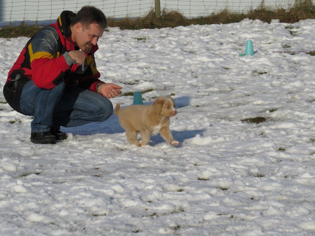 Passion And Fire NSDT Retriever