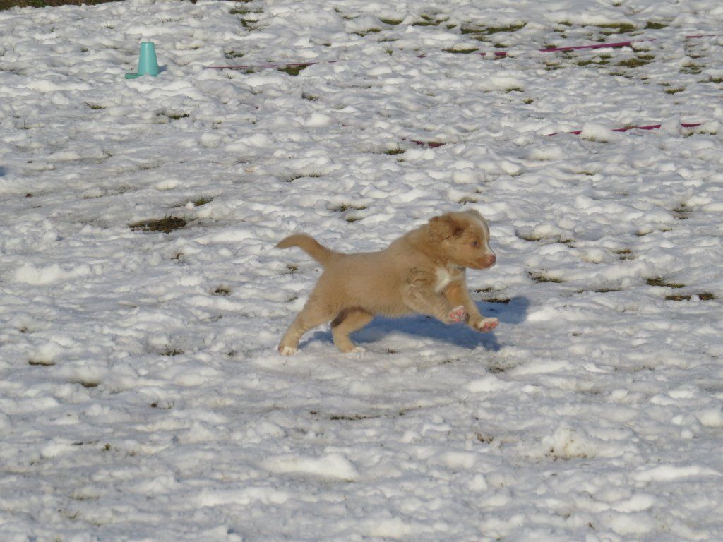 Passion And Fire NSDT Retriever