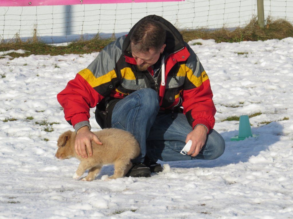 Passion And Fire NSDT Retriever