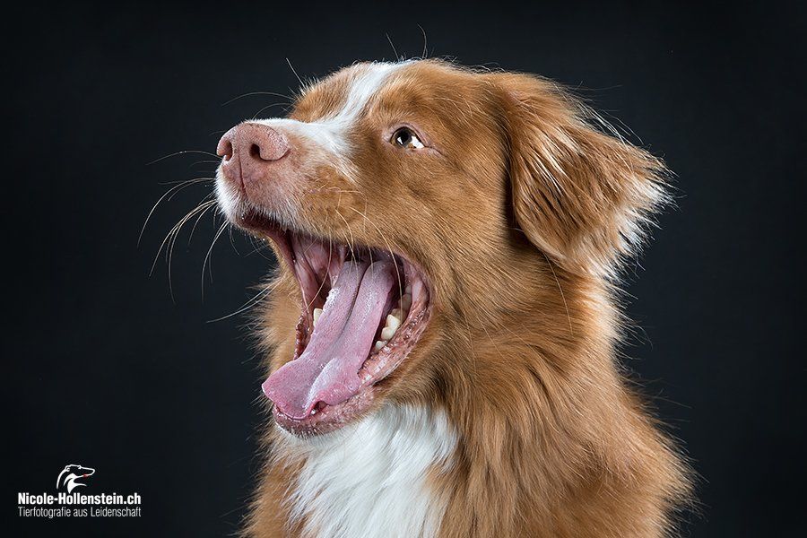 Passion And Fire NSDT Retriever