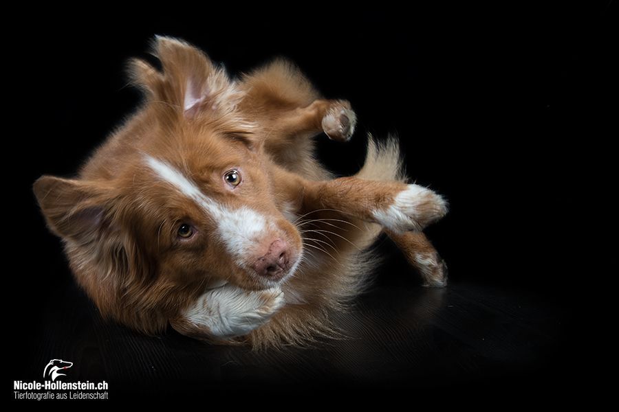 Passion And Fire NSDT Retriever