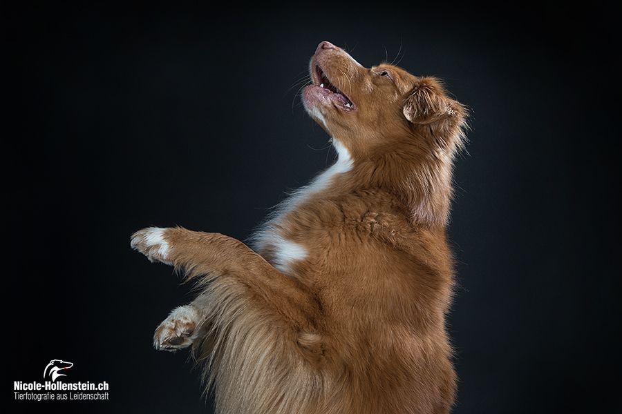 Passion And Fire NSDT Retriever