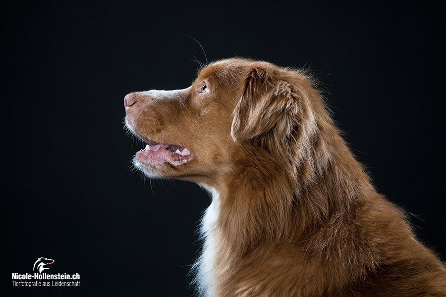 Passion And Fire NSDT Retriever
