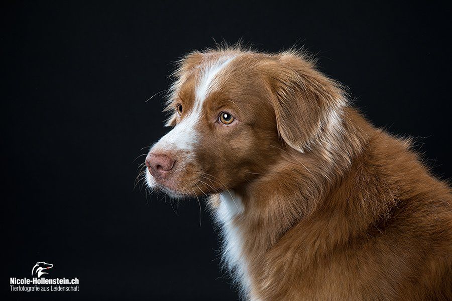 Passion And Fire NSDT Retriever