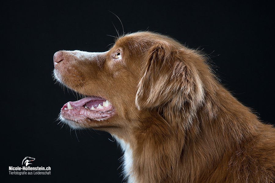 Passion And Fire NSDT Retriever