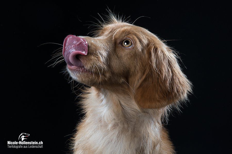 Passion And Fire NSDT Retriever