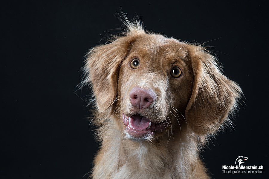 Passion And Fire NSDT Retriever