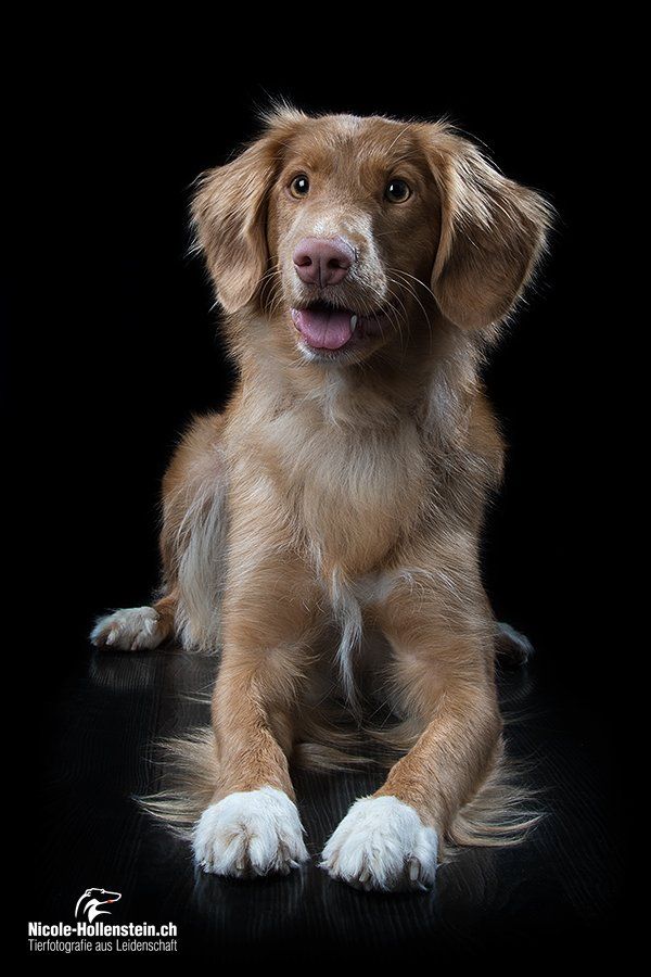 Passion And Fire NSDT Retriever