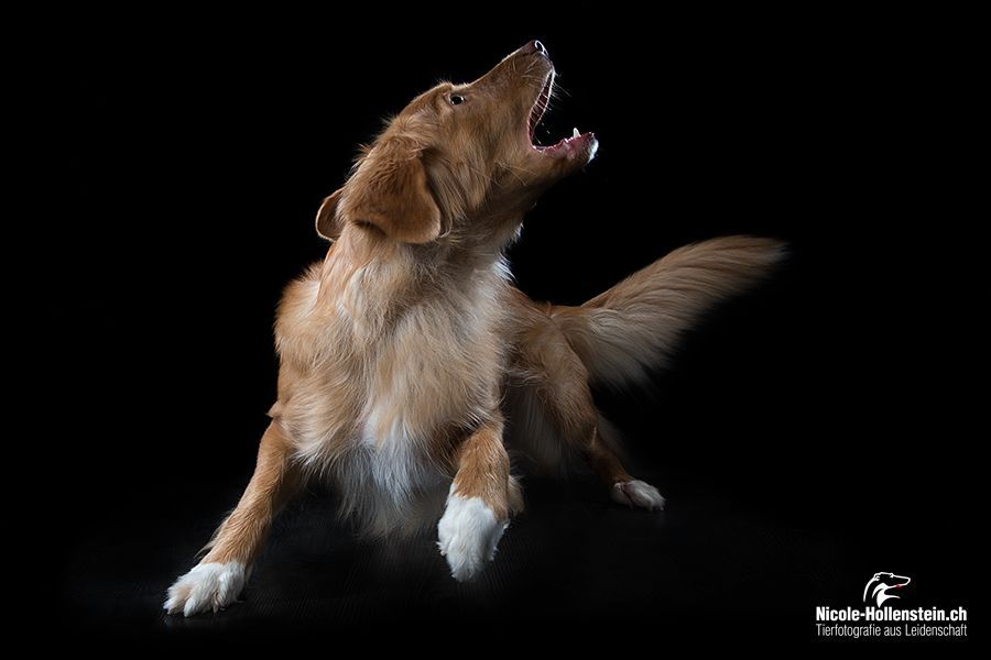 Passion And Fire NSDT Retriever