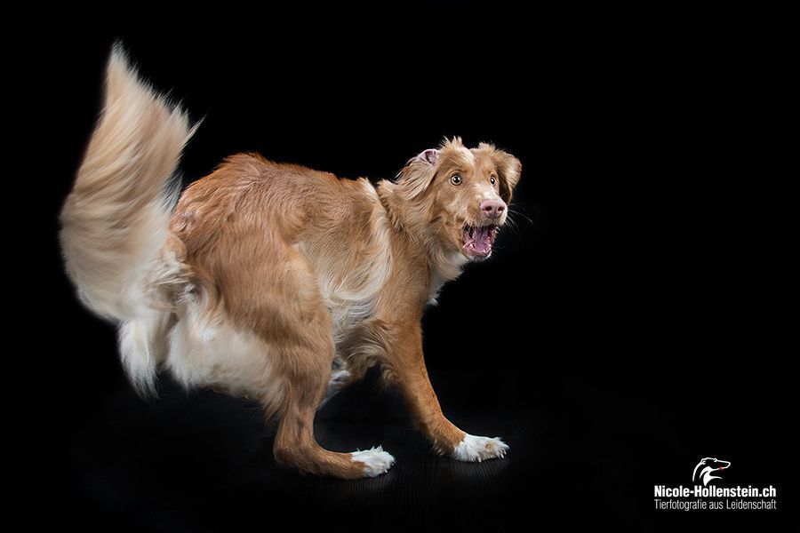 Passion And Fire NSDT Retriever