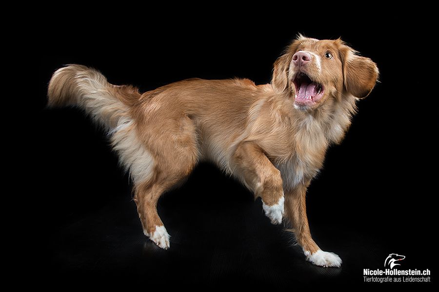Passion And Fire NSDT Retriever