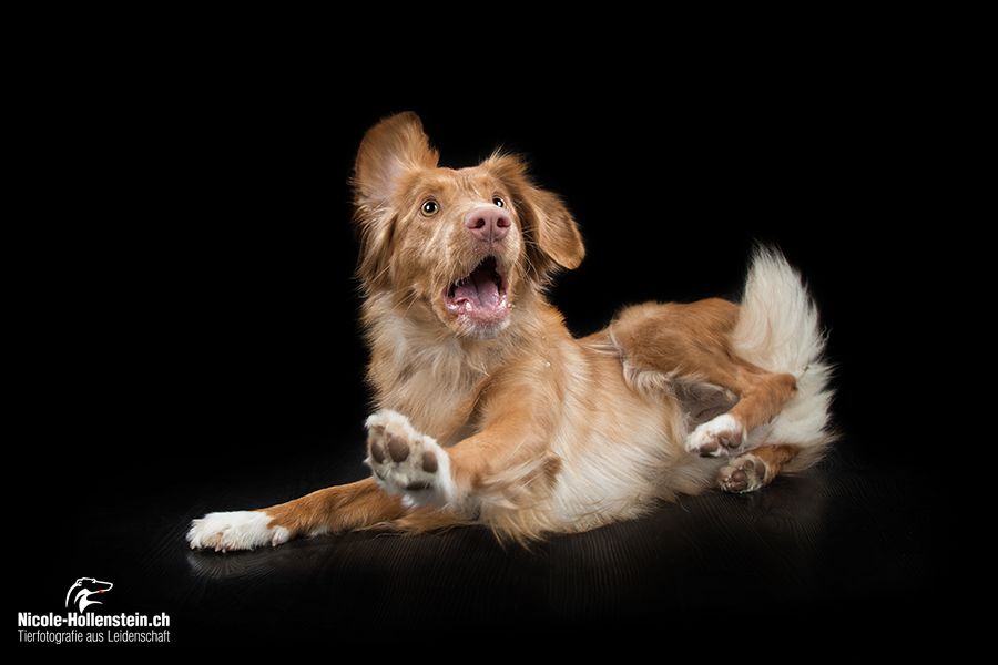 Passion And Fire NSDT Retriever