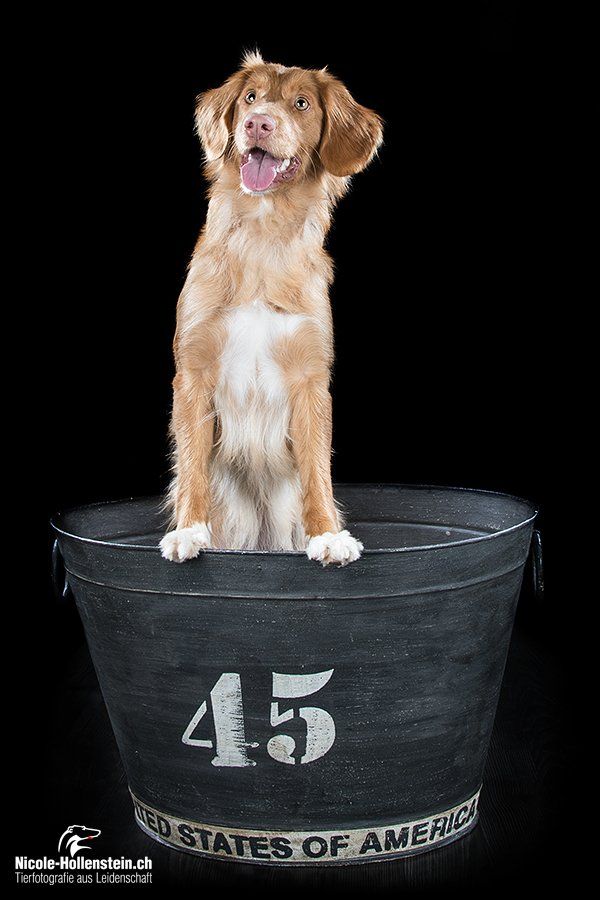 Passion And Fire NSDT Retriever