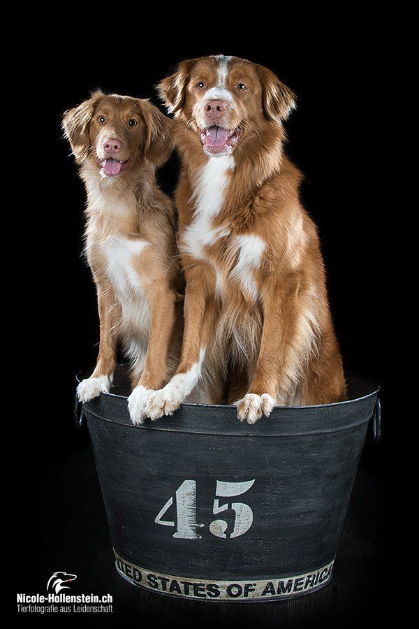 Passion And Fire NSDT Retriever