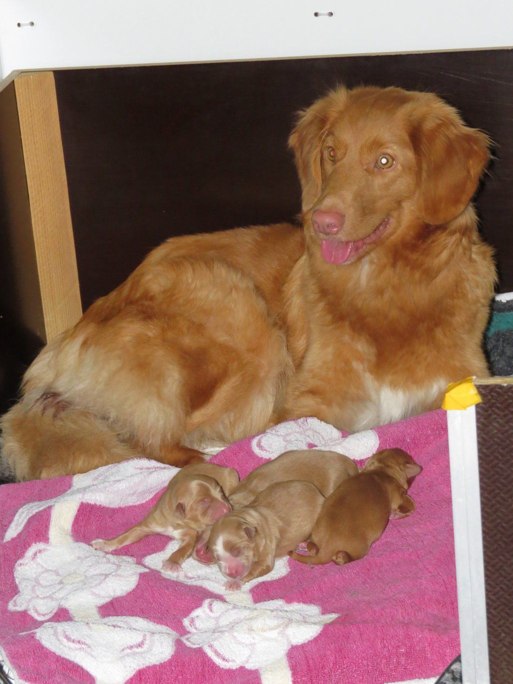 Passion And Fire NSDT Retriever