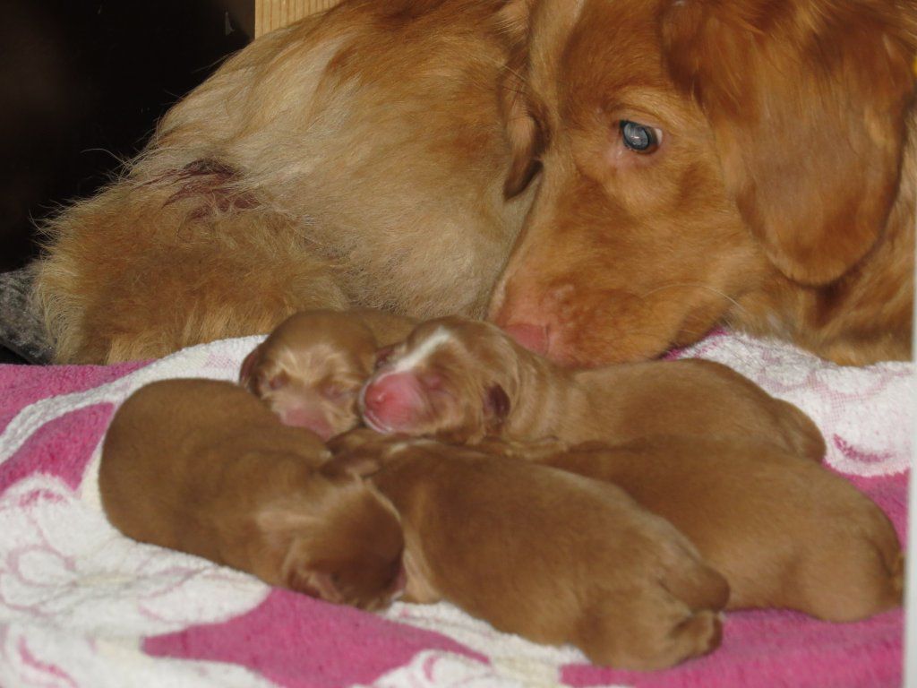 Passion And Fire NSDT Retriever