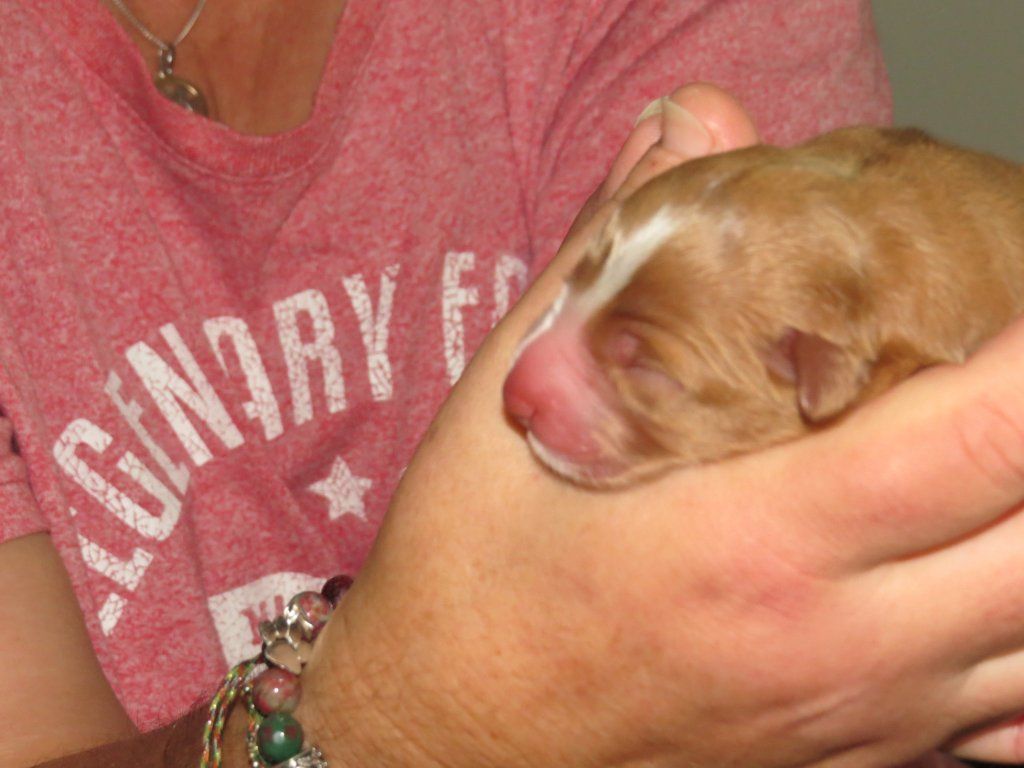 Passion And Fire NSDT Retriever