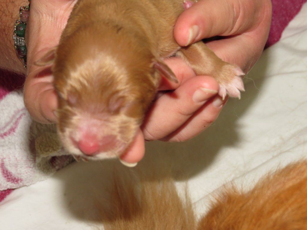 Passion And Fire NSDT Retriever