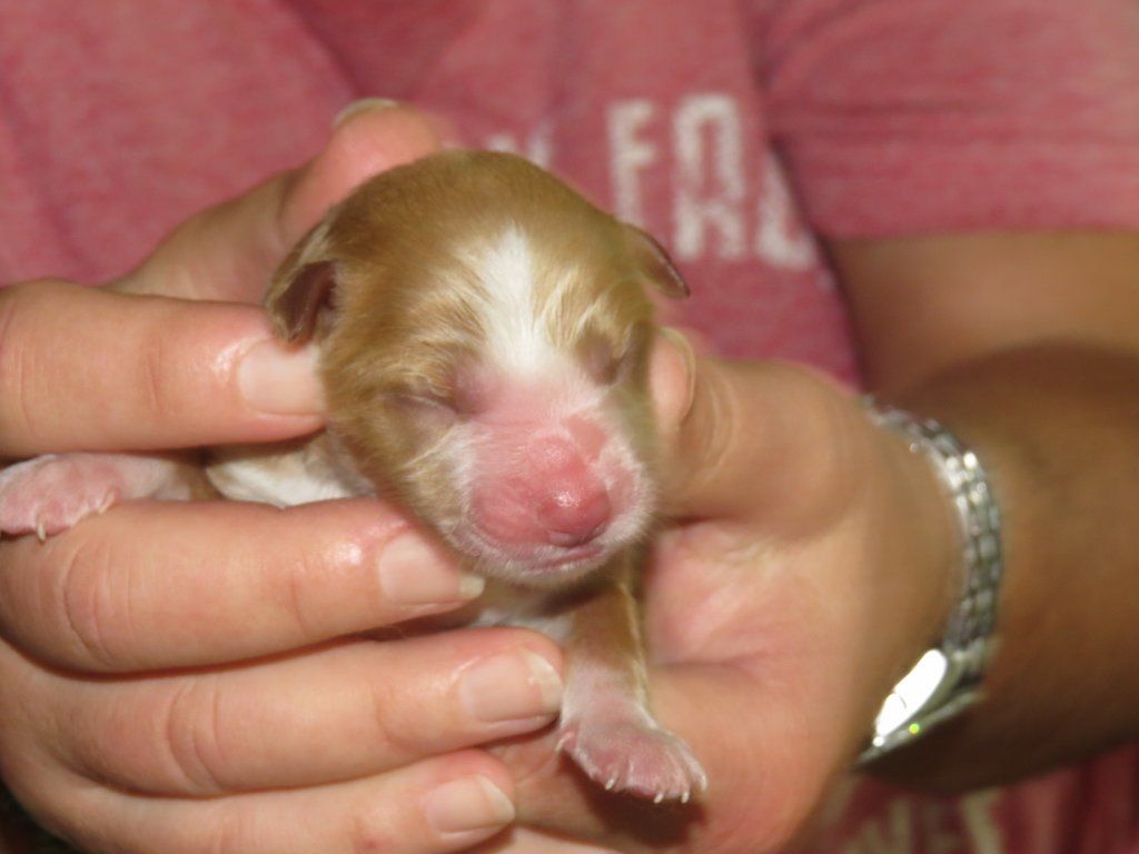 Passion And Fire NSDT Retriever