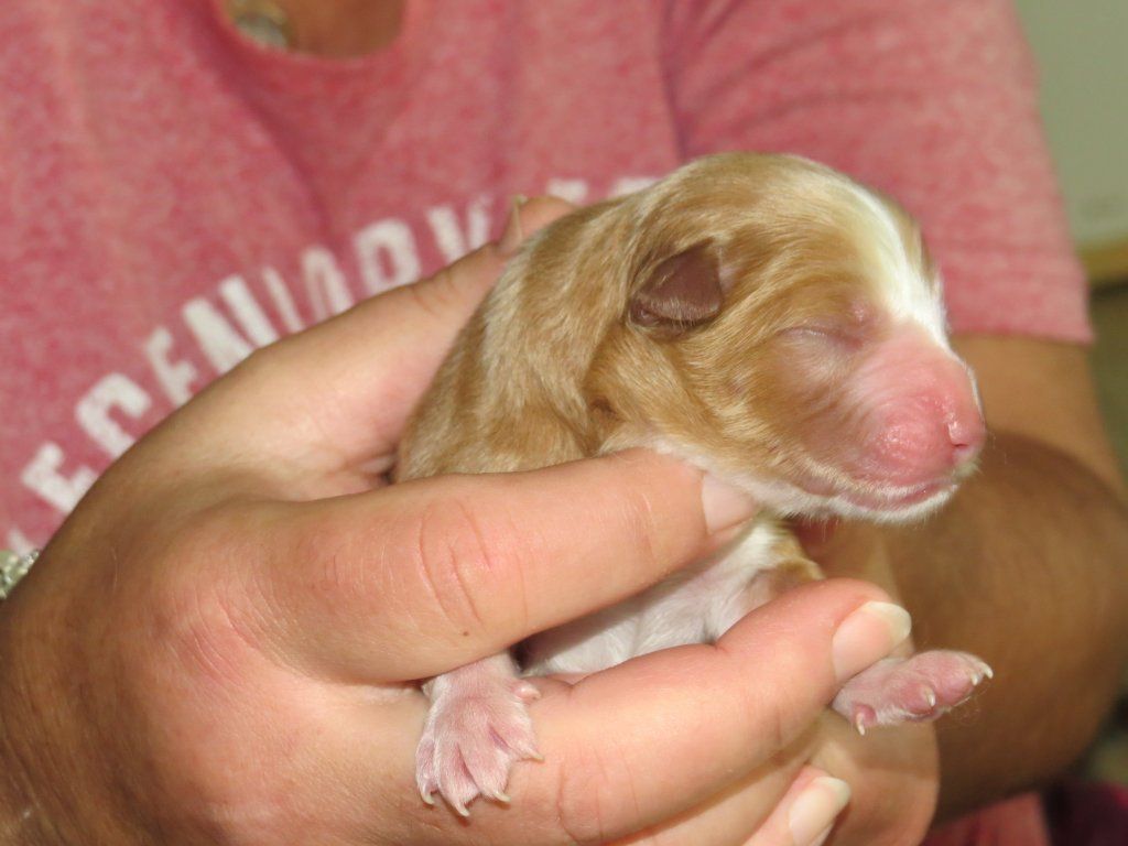 Passion And Fire NSDT Retriever