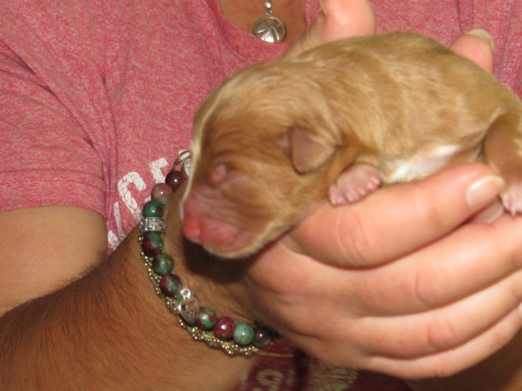 Passion And Fire NSDT Retriever