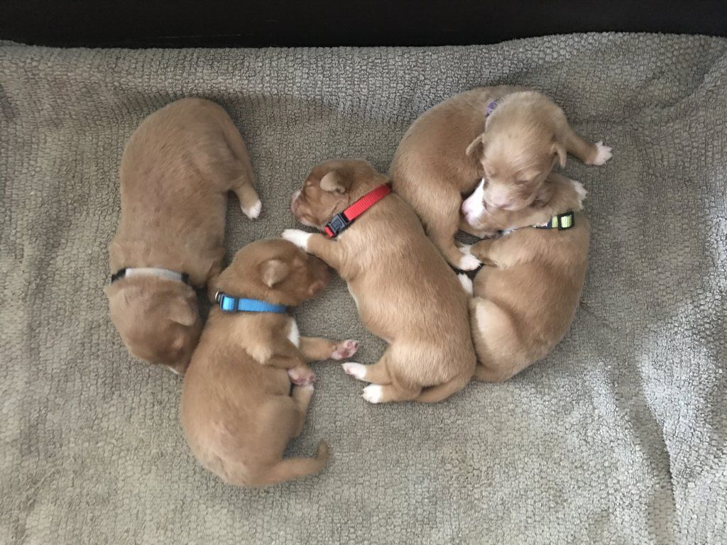 Passion And Fire NSDT Retriever